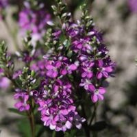 Garden Beauty Purple