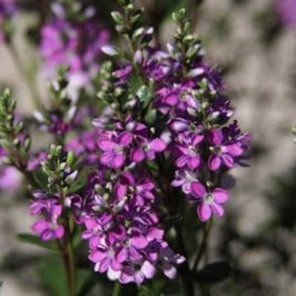 Garden Beauty Purple