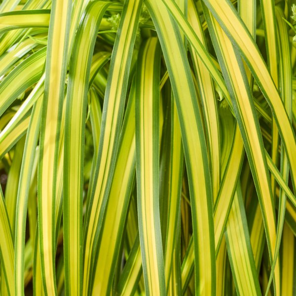 Scirpus × (Комиш гібридний)