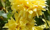 Golden Lady Ruffles