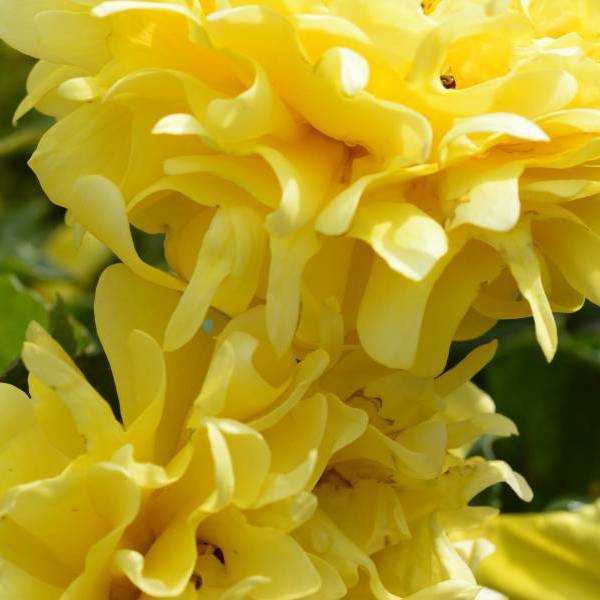 Golden Lady Ruffles