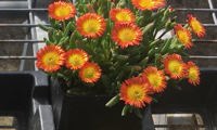 Sun Diamonds Orange