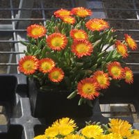 Sun Diamonds Orange