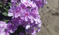 Bambini Lucky Lilac