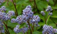 Bleue