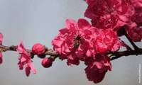 Taoflora Red