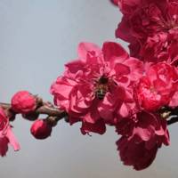 Taoflora Red