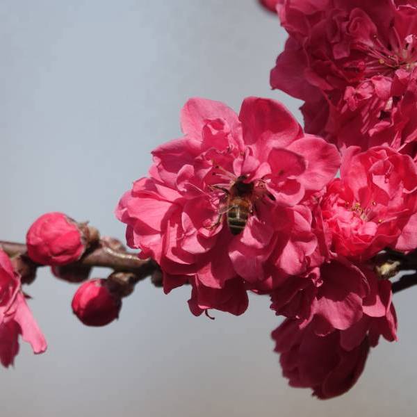 Taoflora Red