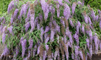 Wisteria Lane
