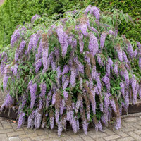 Wisteria Lane