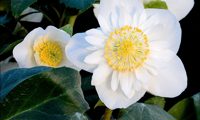 Christmas Roses™ Snowdrift