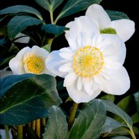 Christmas Roses™ Snowdrift