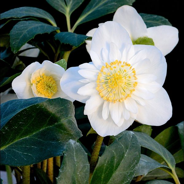 Christmas Roses™ Snowdrift