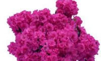 FLASH DANCE Pink