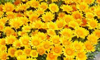 Suncarpet