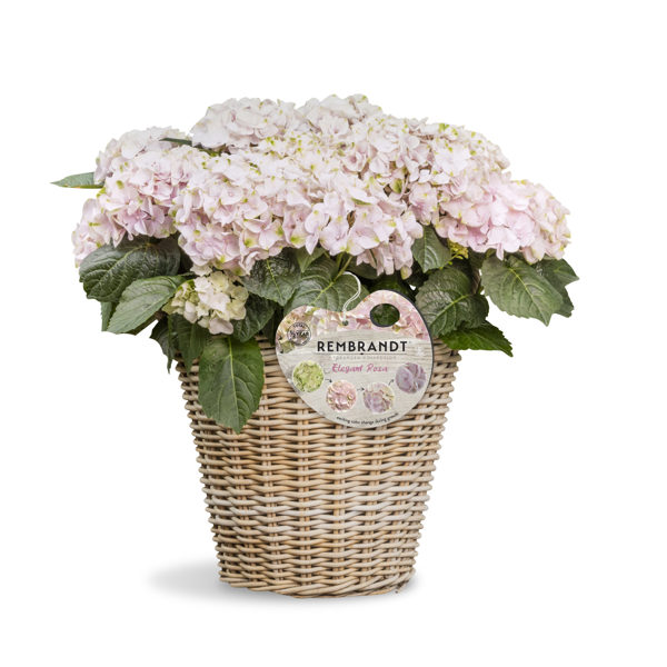 Rembrandt® Elegant Rosa