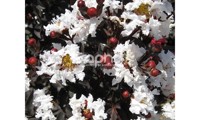 Black Diamond® Pure White