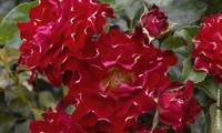Red Lady Ruffles