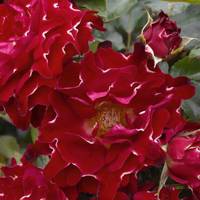 Red Lady Ruffles