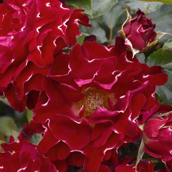 Red Lady Ruffles