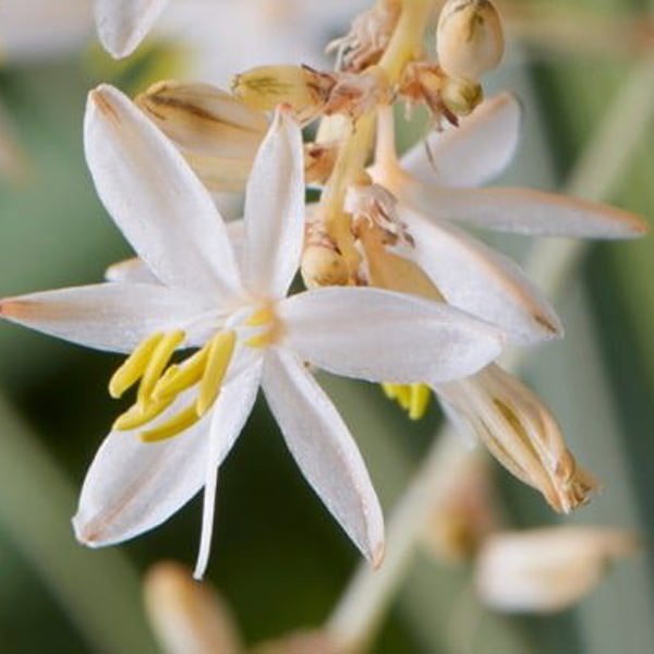 Chlorophytum × (Хлорофітум гібридний)