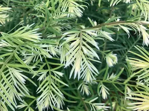 Метасеквоя