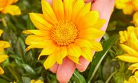 Suncarpet
