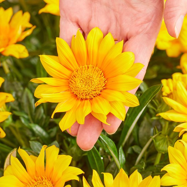 Suncarpet
