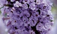 High Five Purple