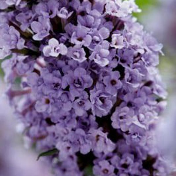 High Five Purple