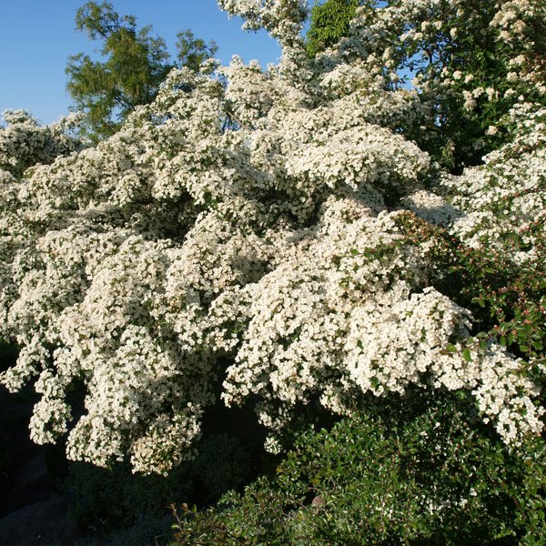 Crataegus monogyna (Глід одноматочковий)