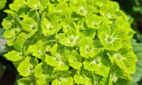 Green Ever Belles®