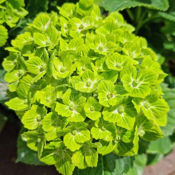 Green Ever Belles®