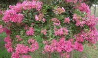 Mimie® Rose