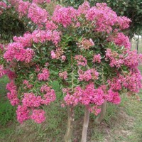 Mimie® Rose