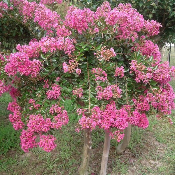 Mimie® Rose