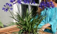 Brilliant Blue