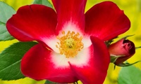 Everglow Ruby