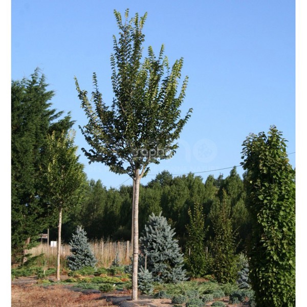 Ulmus minor (В’яз малий)