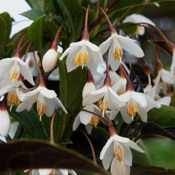 Styrax × (Стиракс гібридний)