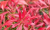 Pink Forest