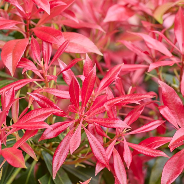 Pink Forest