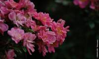 Pink Pin’s