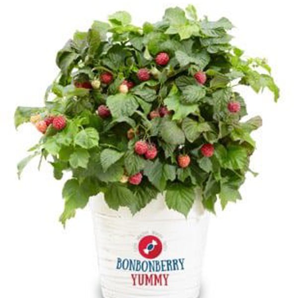 BonBonBerry® Yummy