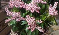 Pink Passion
