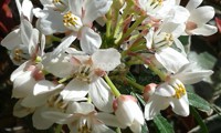 Scented Gem