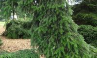 Pendula