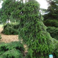 Pendula