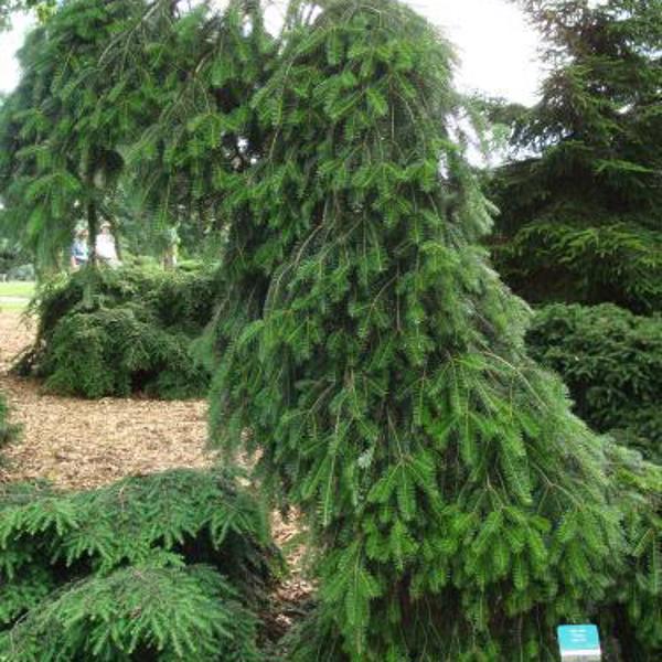Abies alba (Ялиця біла)