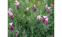 Magical® Posy Pink